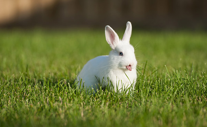 Conejo blanco en un pasto verde con la lengua de fuera 