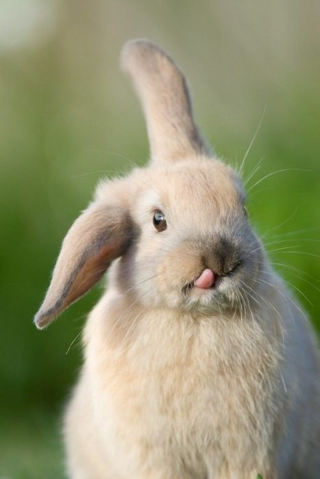 conejito levantando una oreja y lengua de fuera 