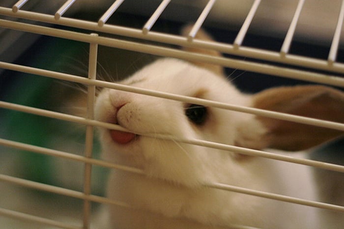 conejo dentro de una reja sacando la lengua 
