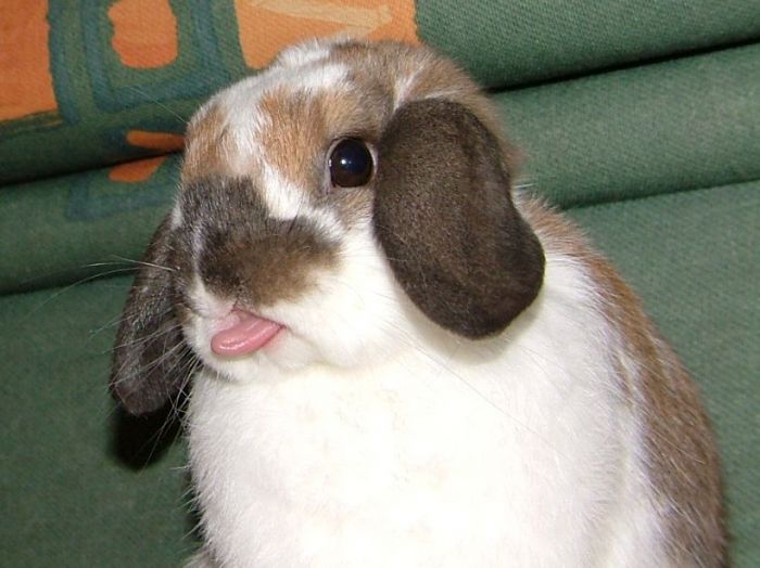 conejito blanco con manchas cafés con la lengua afuera 