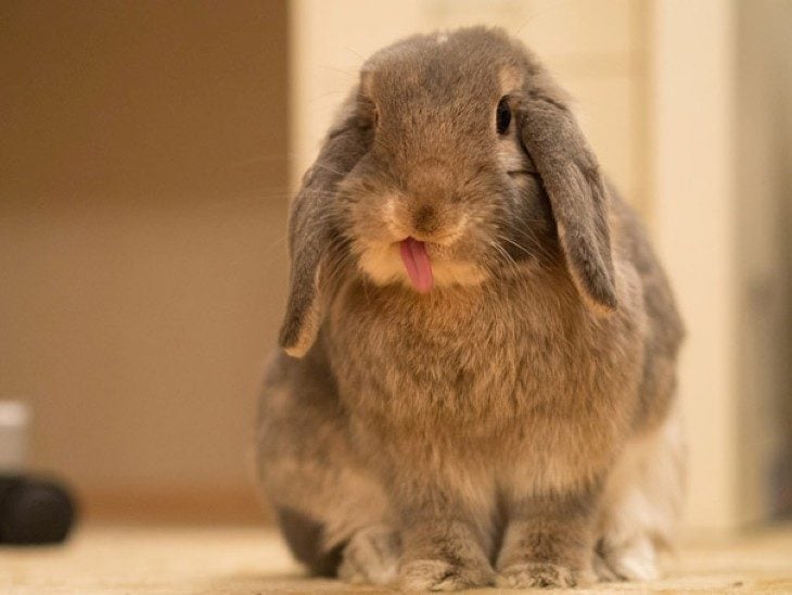 conejo gris con orejas abajo saca la lengua 