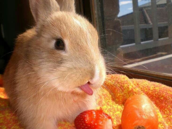 Fotos de adorables y tiernos conejitos sacando la lengua