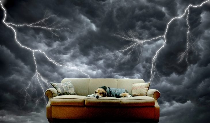 Perro beagle en un sillón mientras está una tormenta