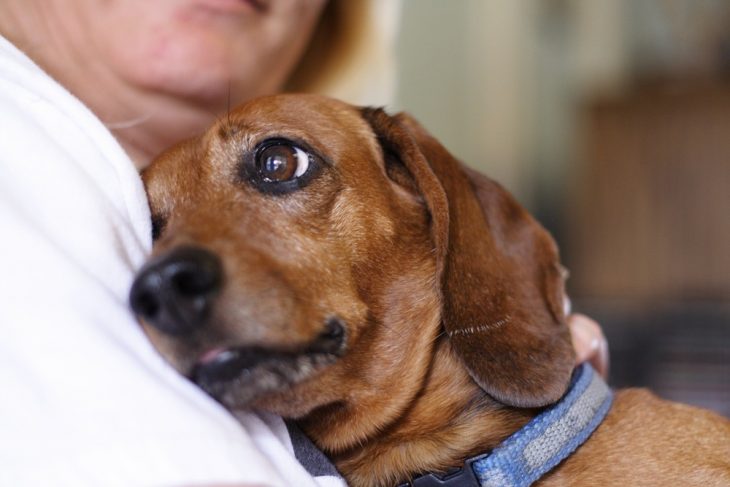 Perro café recostado en el pecho de su dueño 