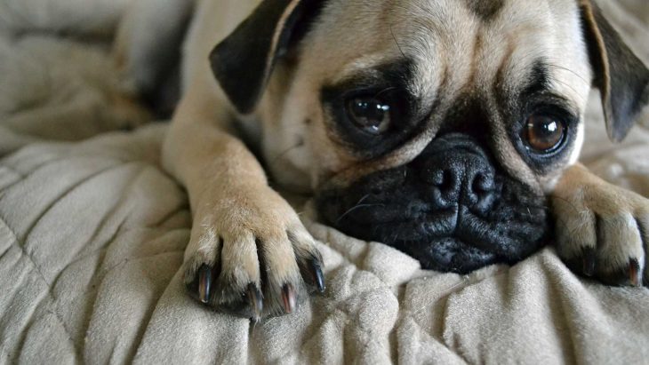 Pug con cara de tristeza 