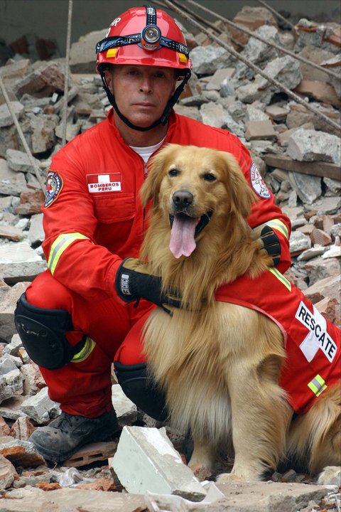 Perro golden rescatista y su compañero bombero 