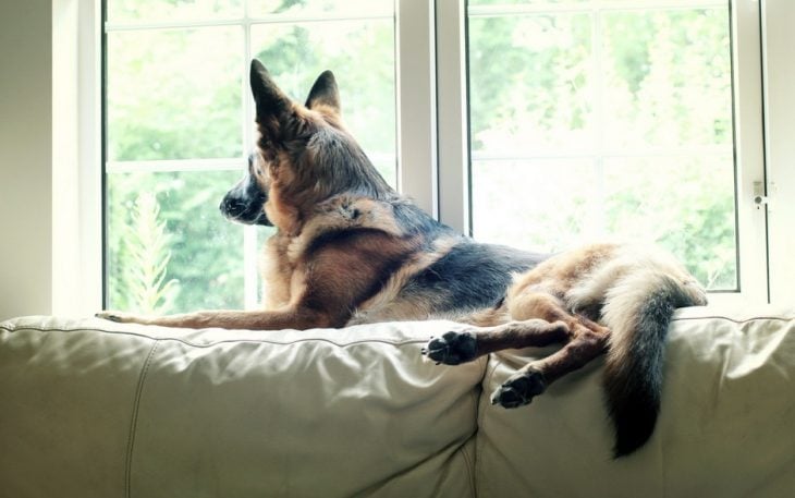Perro pastor alemán observando la ventana
