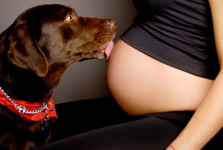 Perro labrador café lamiendo el vientre de una mujer