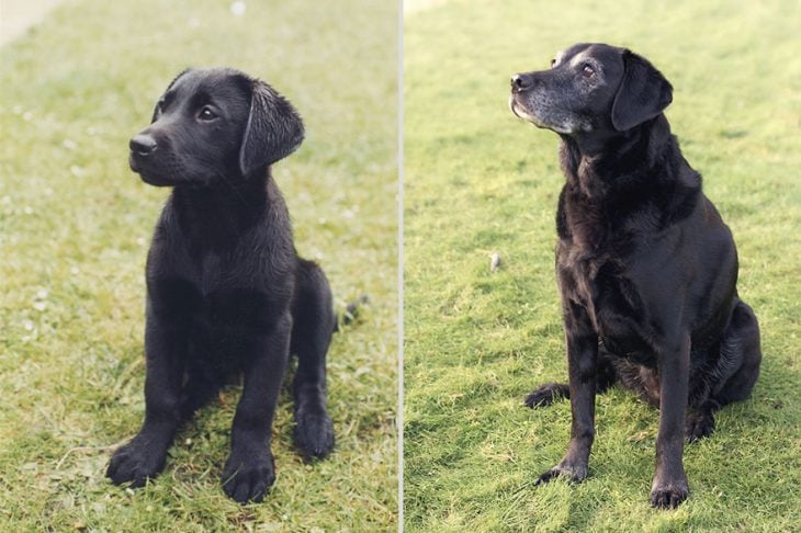 Perro antes y después 