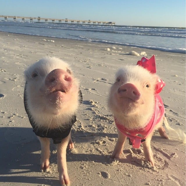 Mini pigs rosados en la playa 