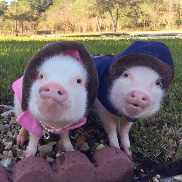 Mini pigs rosados con abrigos de invierno