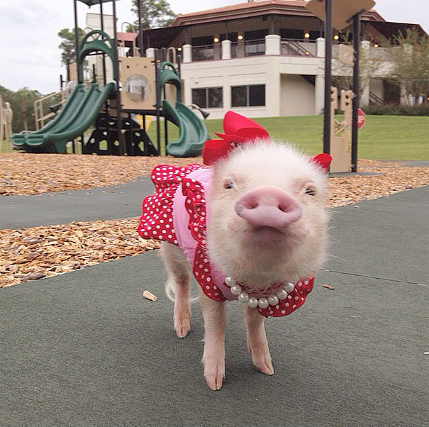 Mini pig rosa con vestido rojo en un parque de juegos