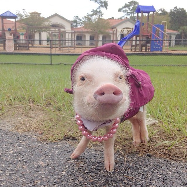 Mini pig rosa en un parque