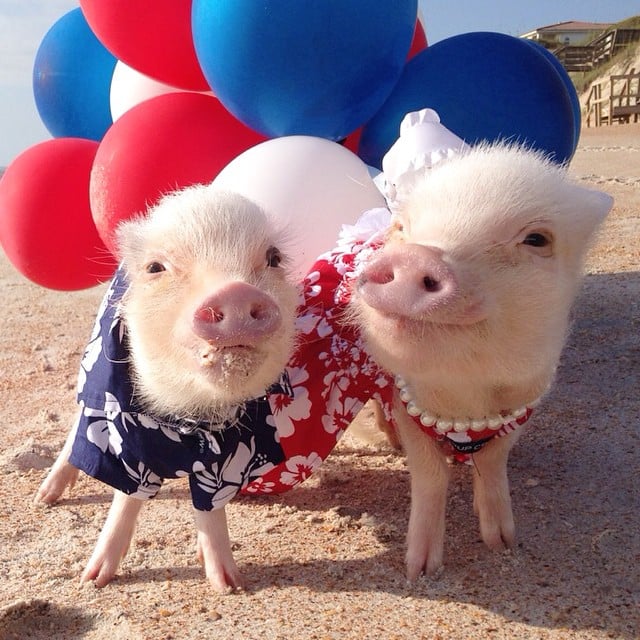 Los Mini pigs rosados en la playa 