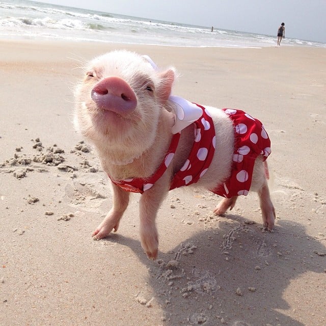 Mini pig rosa con traje de baño en la playa
