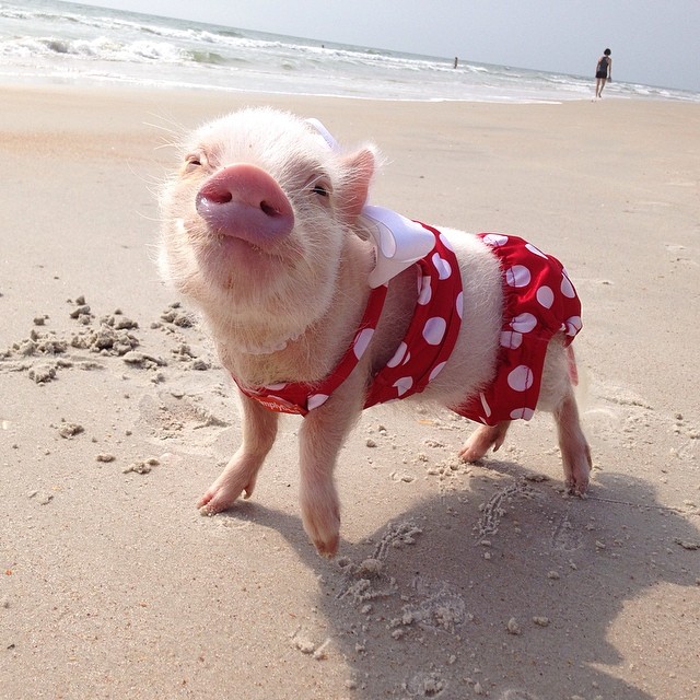 Mini pig rosa con traje de baño en la playa