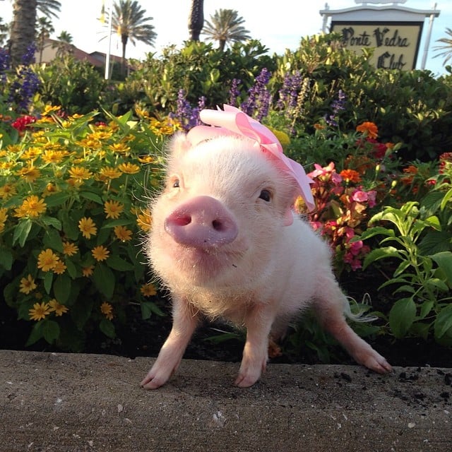 Mini pig rosa en un jardín con flores