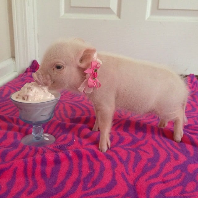 Mini pig rosa comiendo helado 