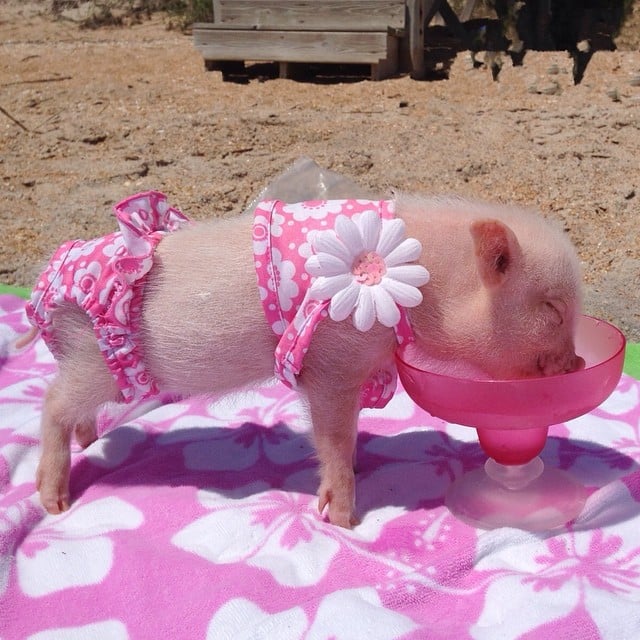 Mini pig rosa con traje de baño tomando agua en la playa 