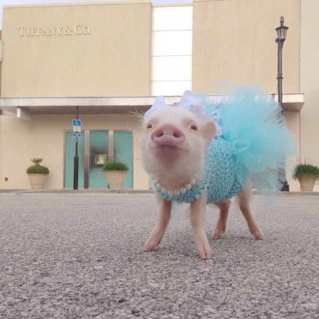 Mini pig rosa con vestido rosa afuera de una tienda