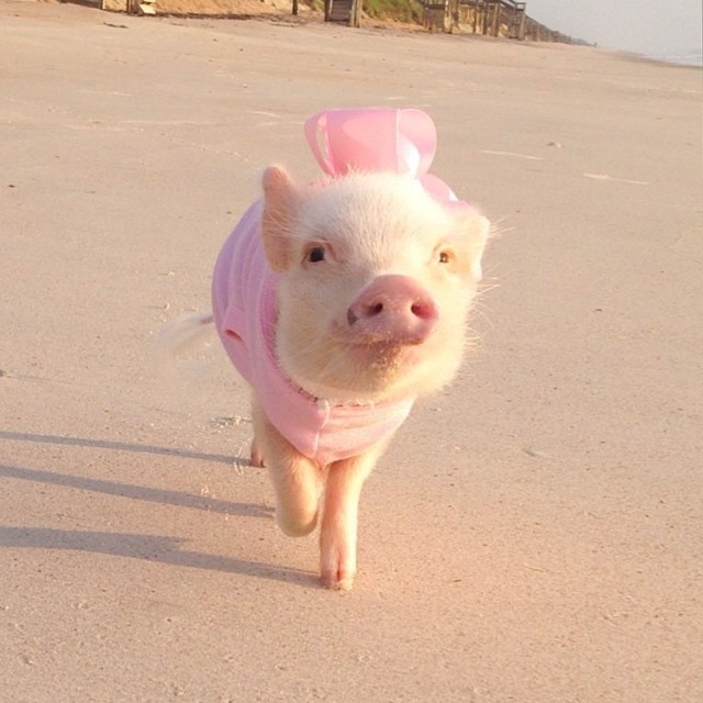 Mini pig rosa con vestido y moño rosa caminando en la playa