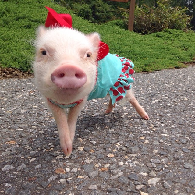 Mini pig rosa con vestido azul y moño rojo