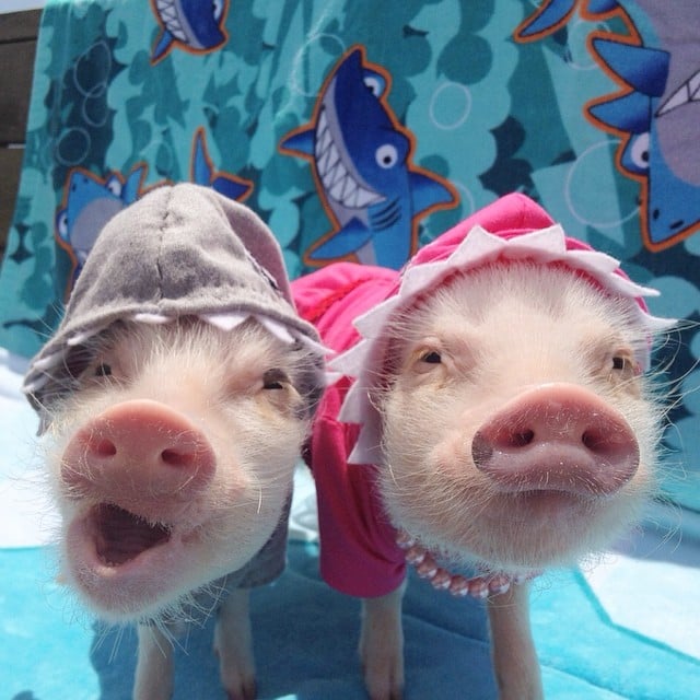 Mini pigs rosados con sombreros 