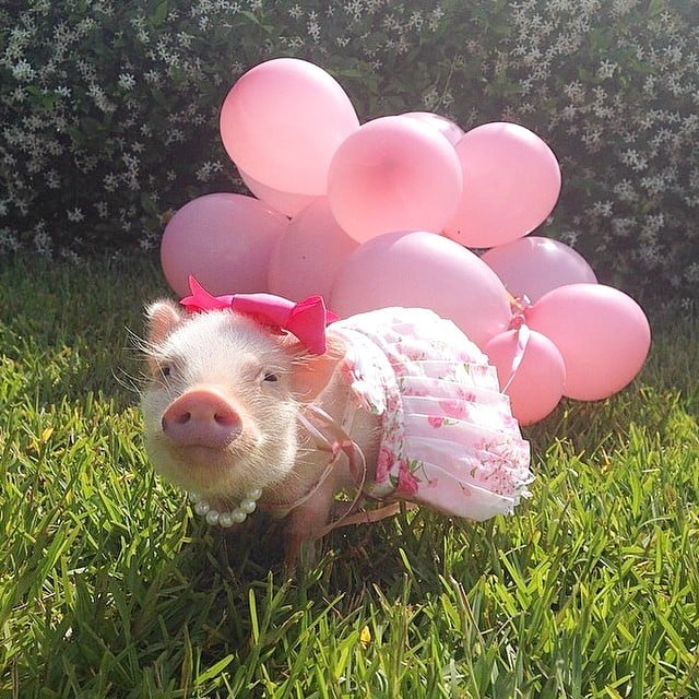 Mini pig rosa con globos