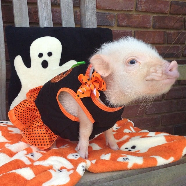 Mini pig rosa con vestido de halloween 