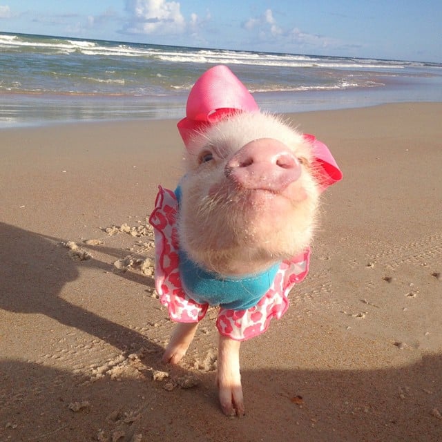 Mini pig rosa en la playa