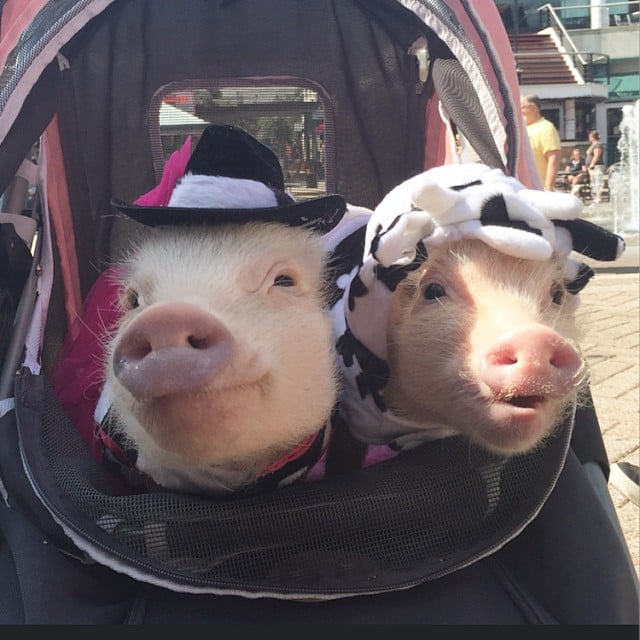 Mini pigs rosado con sombrero vaquero y vaca 