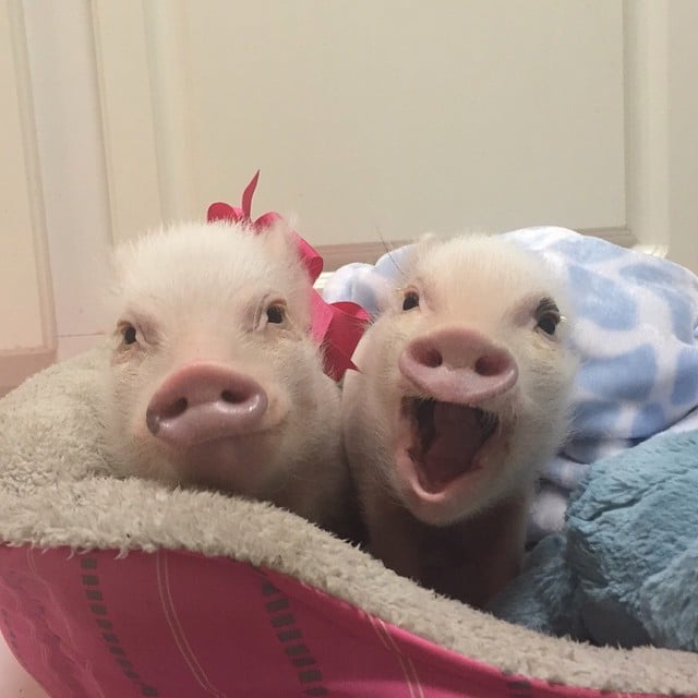Mini pigs rosados riendo