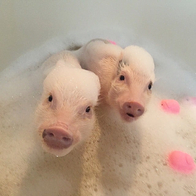 Mini pigs rosados tomando un baño
