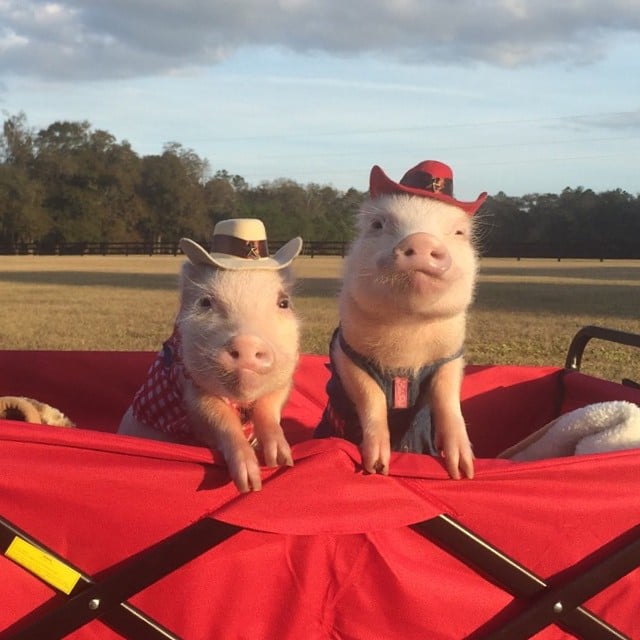 Mini pigs rosados vestidos de granjeros