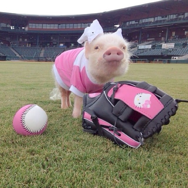 Mini pig rosa jugando beisbol