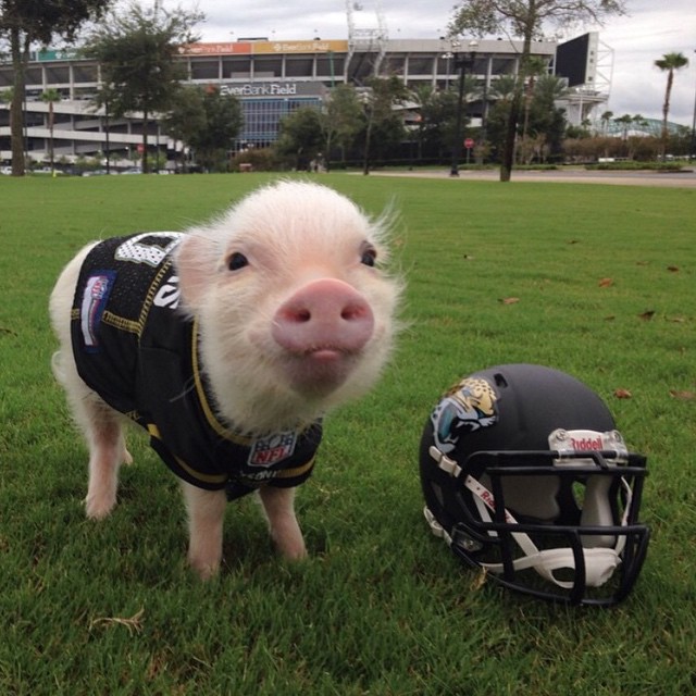 Mini pig rosa vestido de fútbol americano 