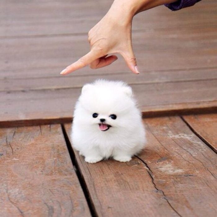perrito pomerian blanco pequeño