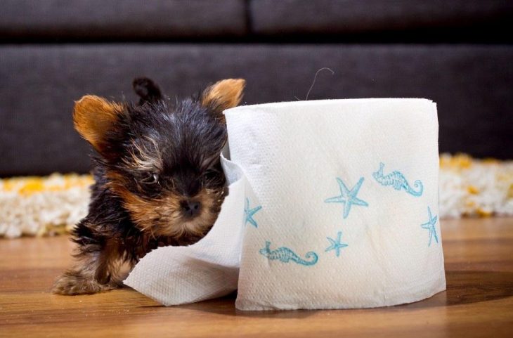 El yorkshire más pequeño junto a un rollo de papel de baño 