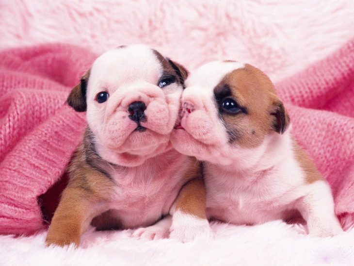 Los bulldog más tiernos de todos