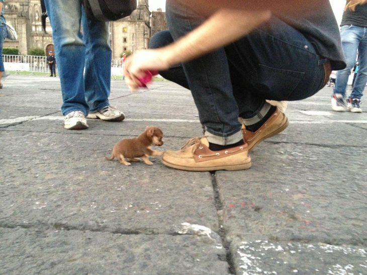 Perrito chihuahua color café muy pequeño, junto a su dueño 