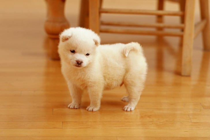 perrito color blanco en piso de madera