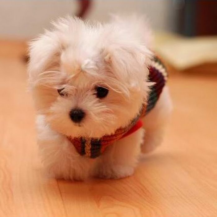 Perrito blanco con un suéter 