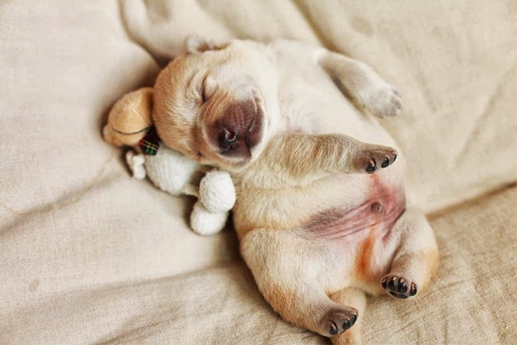 Un cachorro con su peluche 