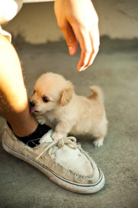 Perrito pequeño atacando a su dueño 