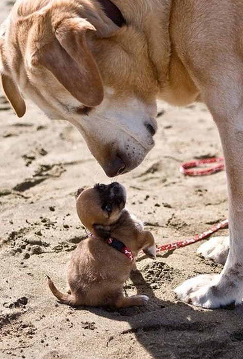 Perro grande junto a perro pequeño 