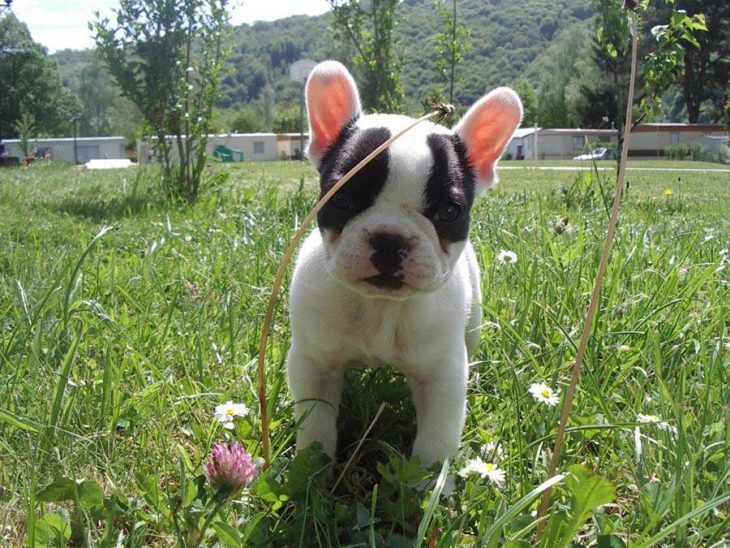 El bulldog francés más pequeño del mundo 