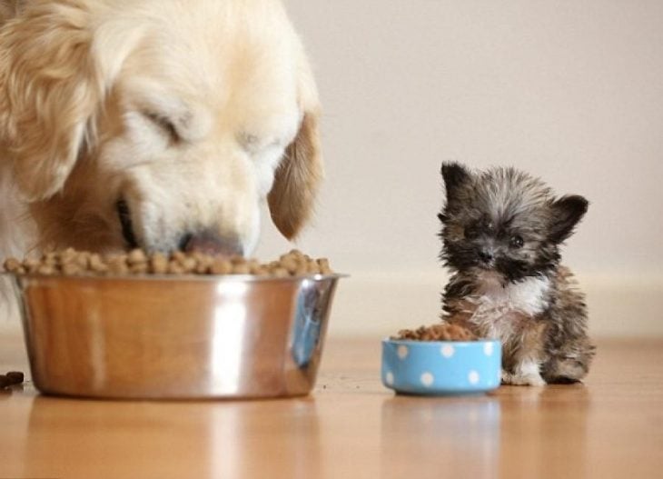 Un perro grande junto a otro pequeño comiendo 