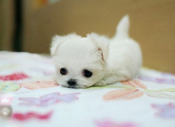 Perrito blanco muy pequeño en una cama