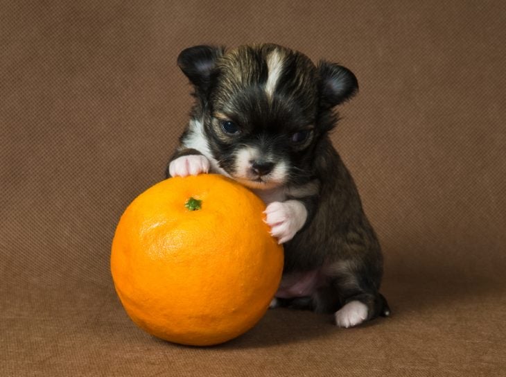 Perrito pequeño junto una naranja 