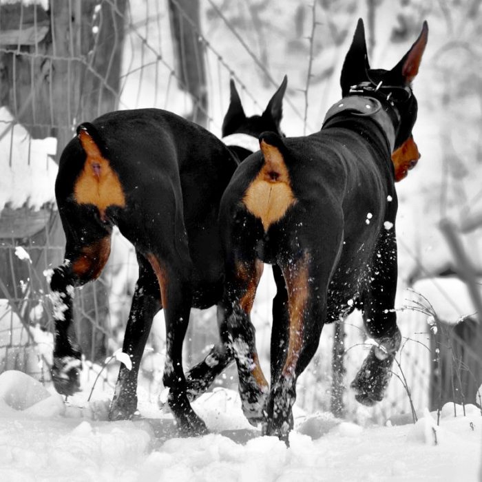 Perros sin cola 